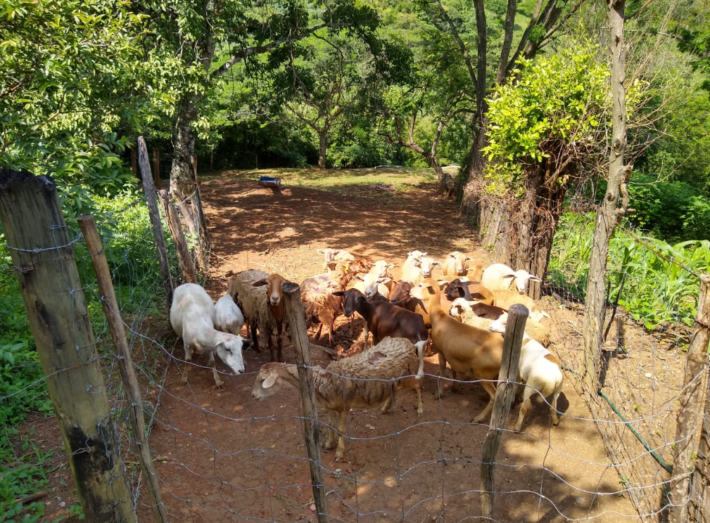 Producción de ovinos de razas tipo carne