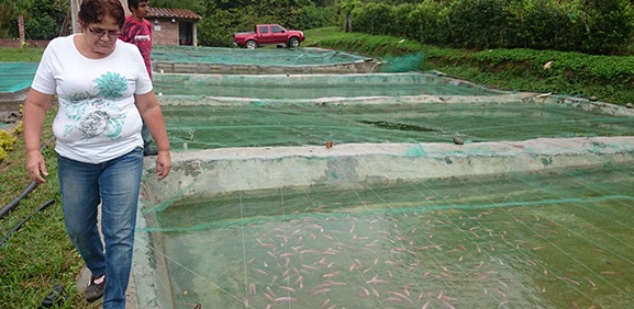 Proyectos que cambian la perspectiva de la producción piscícola en Antioquia