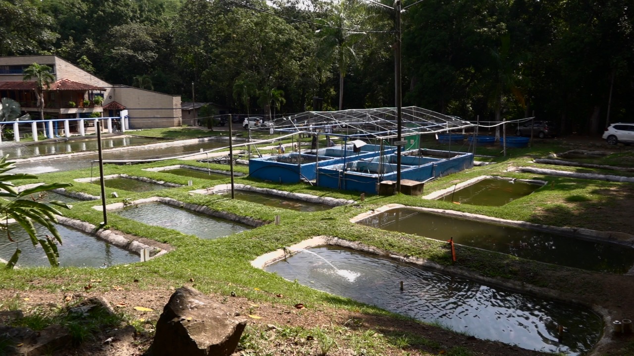 Estación piscícola del “POLI” en San Jerónimo certificada por el ICA como establecimiento de Acuicultura Bioseguro