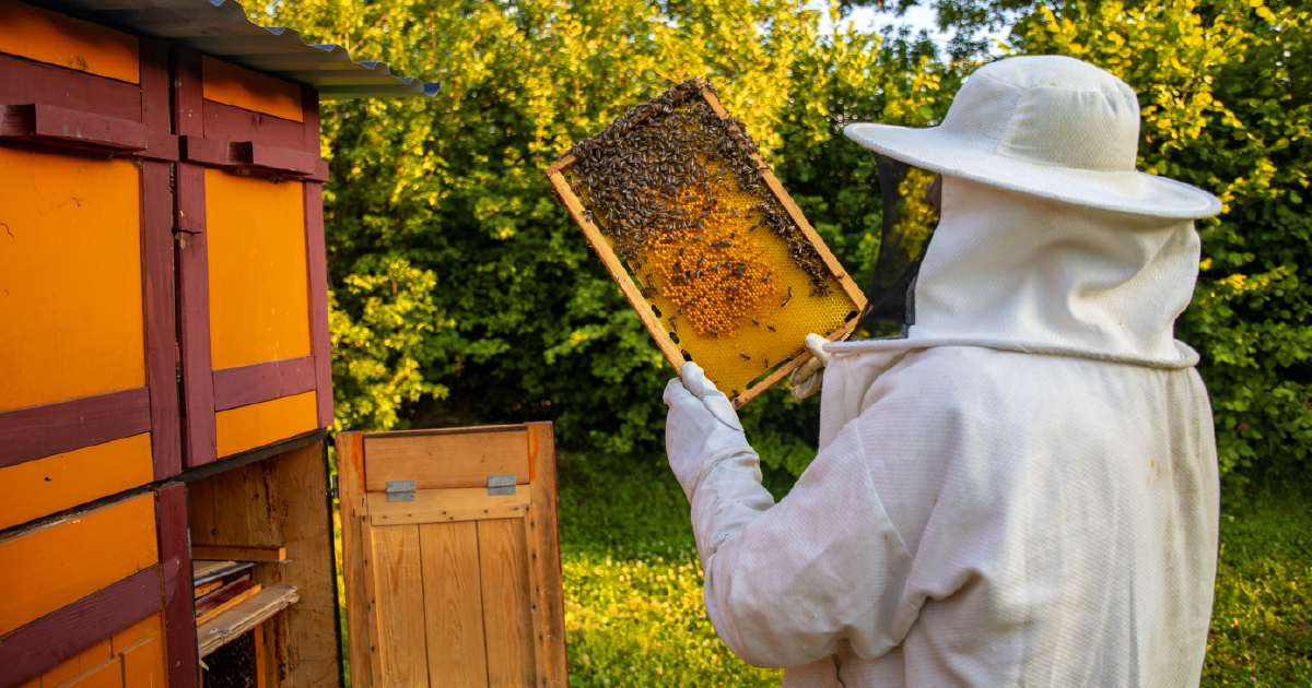 12° Curso teórico-práctico Apicultura. ¡Deja que las abejas trabajen por ti!