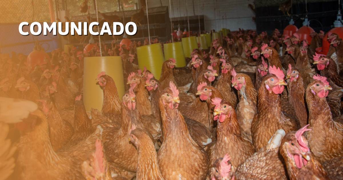 Comunicado Granja Román Gómez Gómez de Marinilla: Sobre la situación sanitaria de la Unidad Avícola