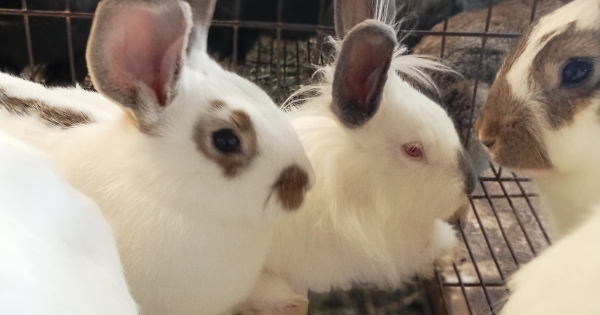 Cría de conejos con razas mejoradas