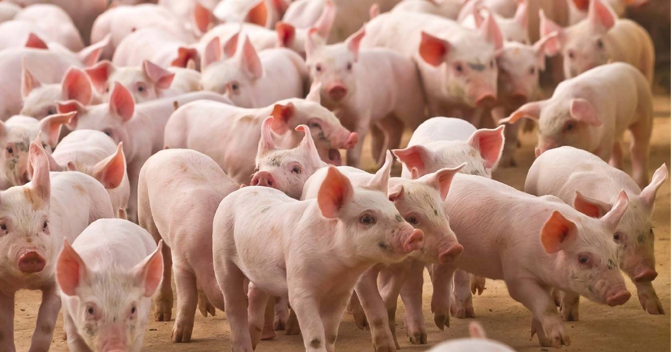Charla Técnica GIBA: Programa Porkolombia, Identificación de Peste Porcina Clásica