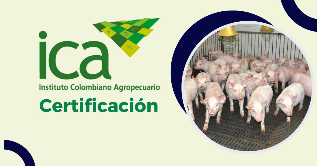 El ICA renovó el “Certificado en Buenas Prácticas Ganaderas en la Producción Porcina” a la granja Román Gómez Gómez