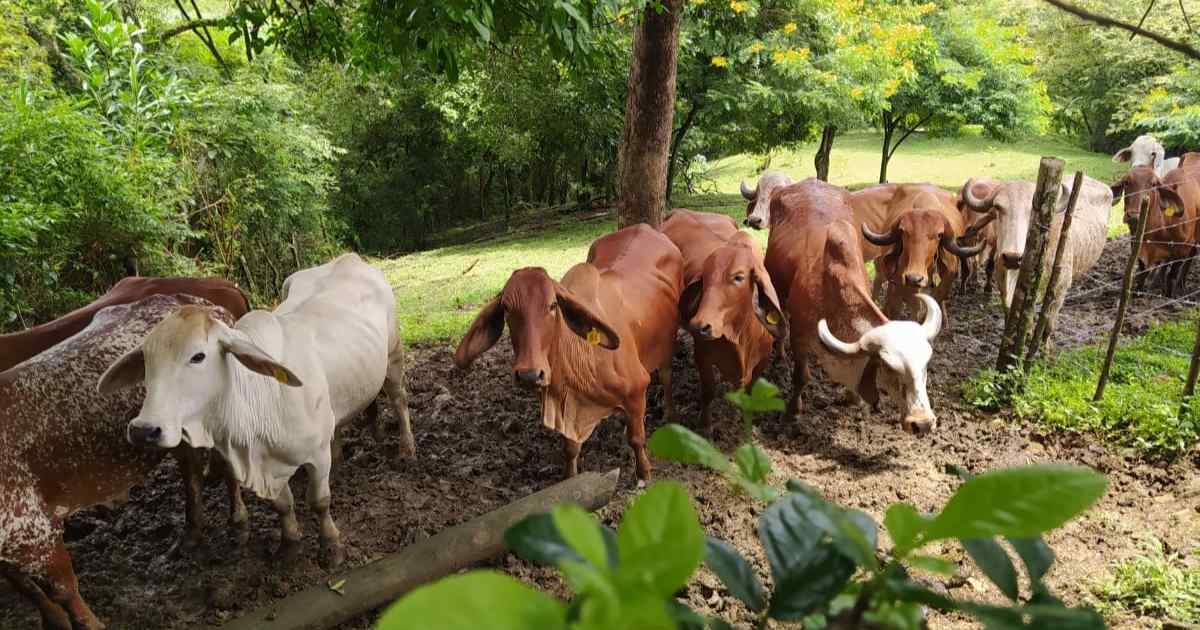 Granja John Jairo González en San Jerónimo, recibió la certificación como predio libre de brucelosis por parte del ICA