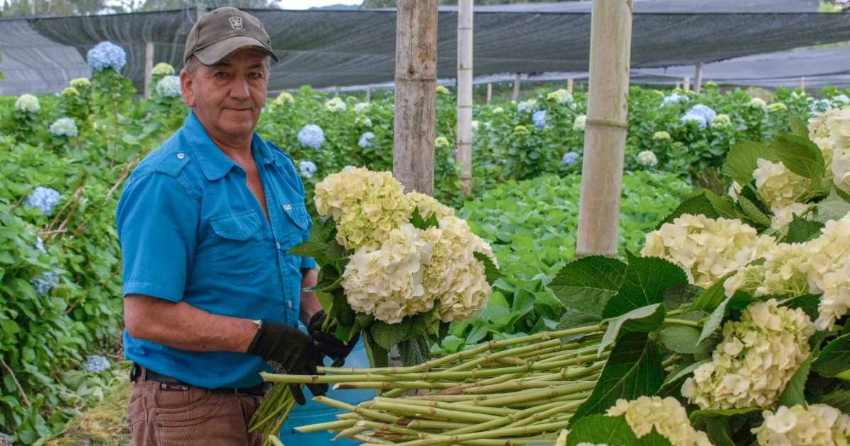 Cultivo de hortensias sostenible, un proyecto social, económico y ambiental en el oriente antioqueño