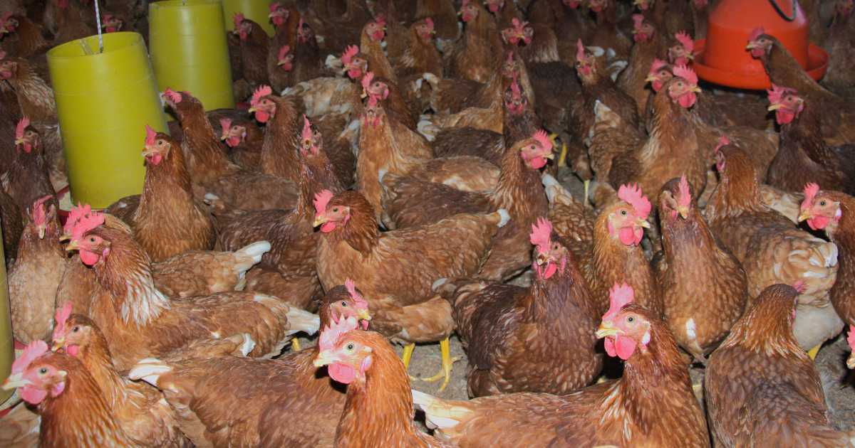 Desde el 1 de febrero de 2024, el Poli operará de manera exclusiva la Unidad Avícola en la Granja Román Gómez Gómez del municipio de Marinilla