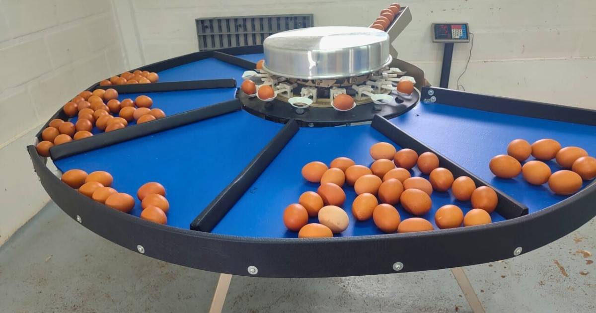 Nueva máquina clasificadora optimiza la producción de huevos en la Granja Román Gómez Gómez en Marinilla