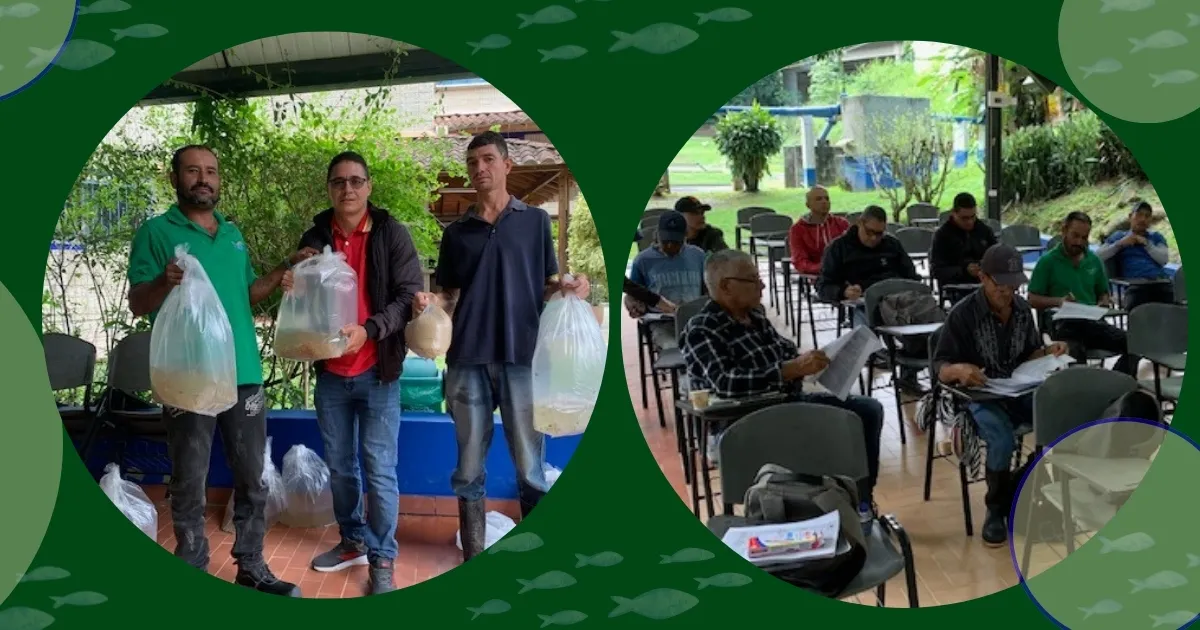 Primera entrega de alevinos de tilapia roja fortalece la piscicultura en el occidente antioqueño