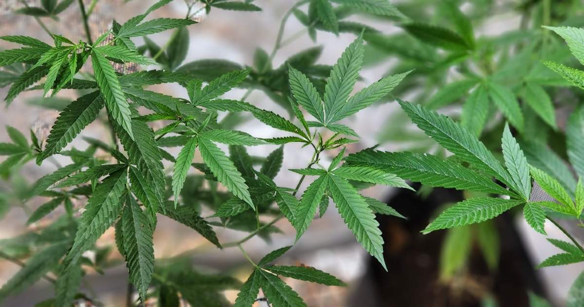 ¡Pioneros en el país! Especialización en la Agroindustria de Cannabis obtuvo el registro calificado del Ministerio de Educación Nacional