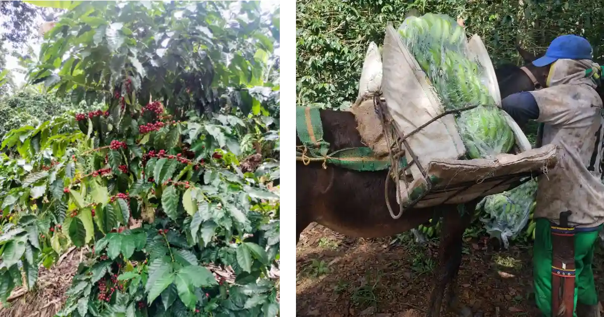 Tendencias y proyecciones en el agro